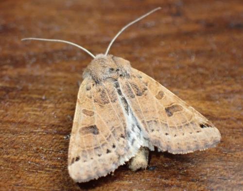 Agrochola lunosa